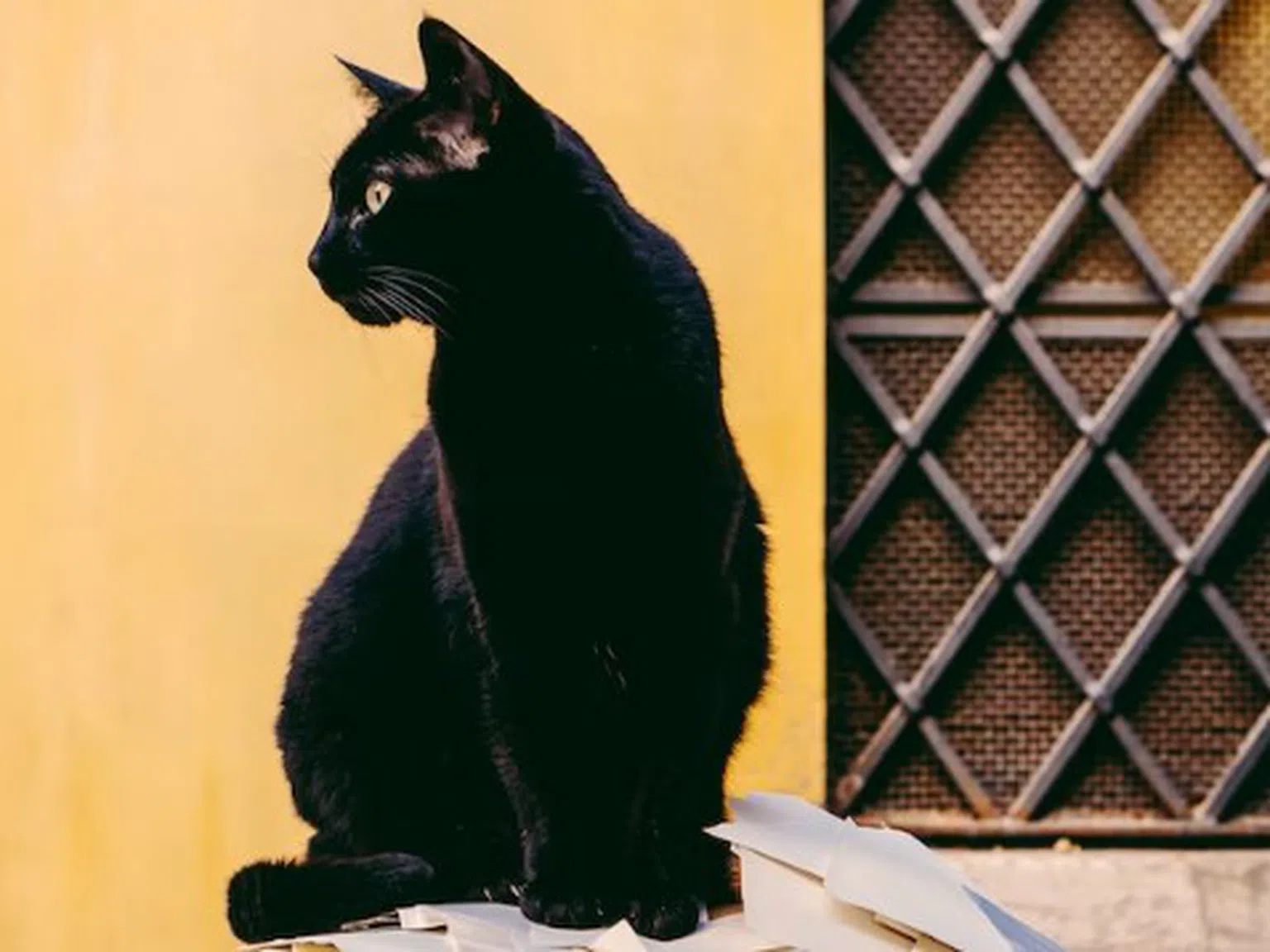 Защо котката се допуска първа в къщата? Черната котка винаги ли носи нещастие?