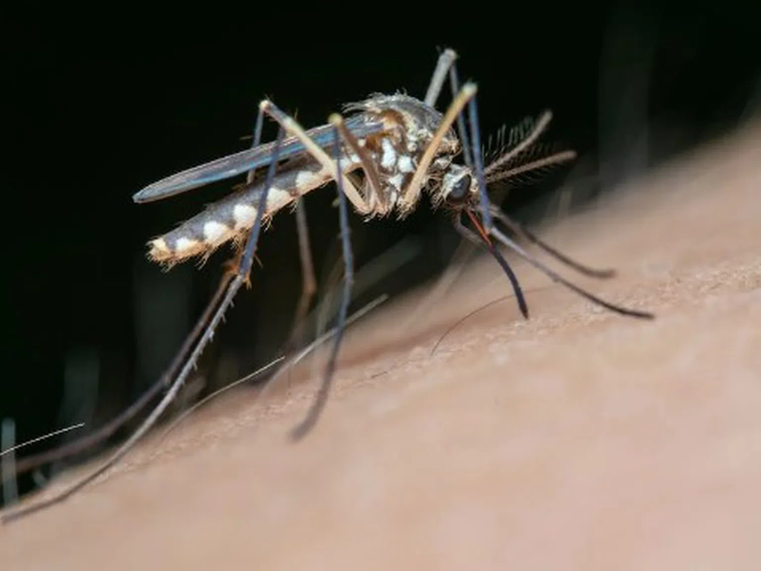 Решението на ухапванията от комари се крие в кухнята ви
