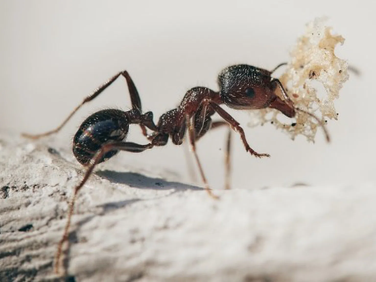 Как да се отървете от мравките, без да купувате инсектициди