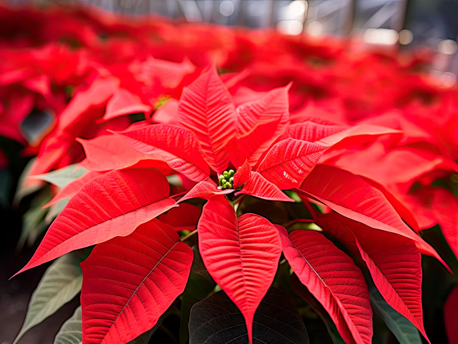 По традиция: Тези приказни растения красят дома на Коледа