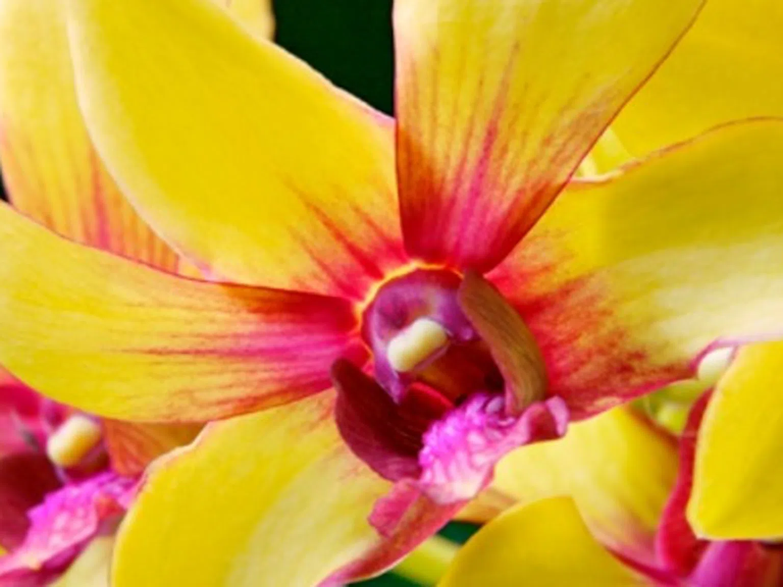 Флоротерапията: лечение с цветя