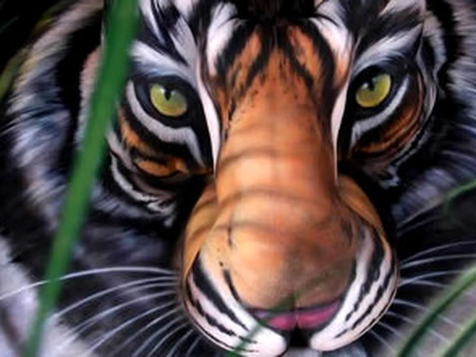 „Tiger” бодиарт