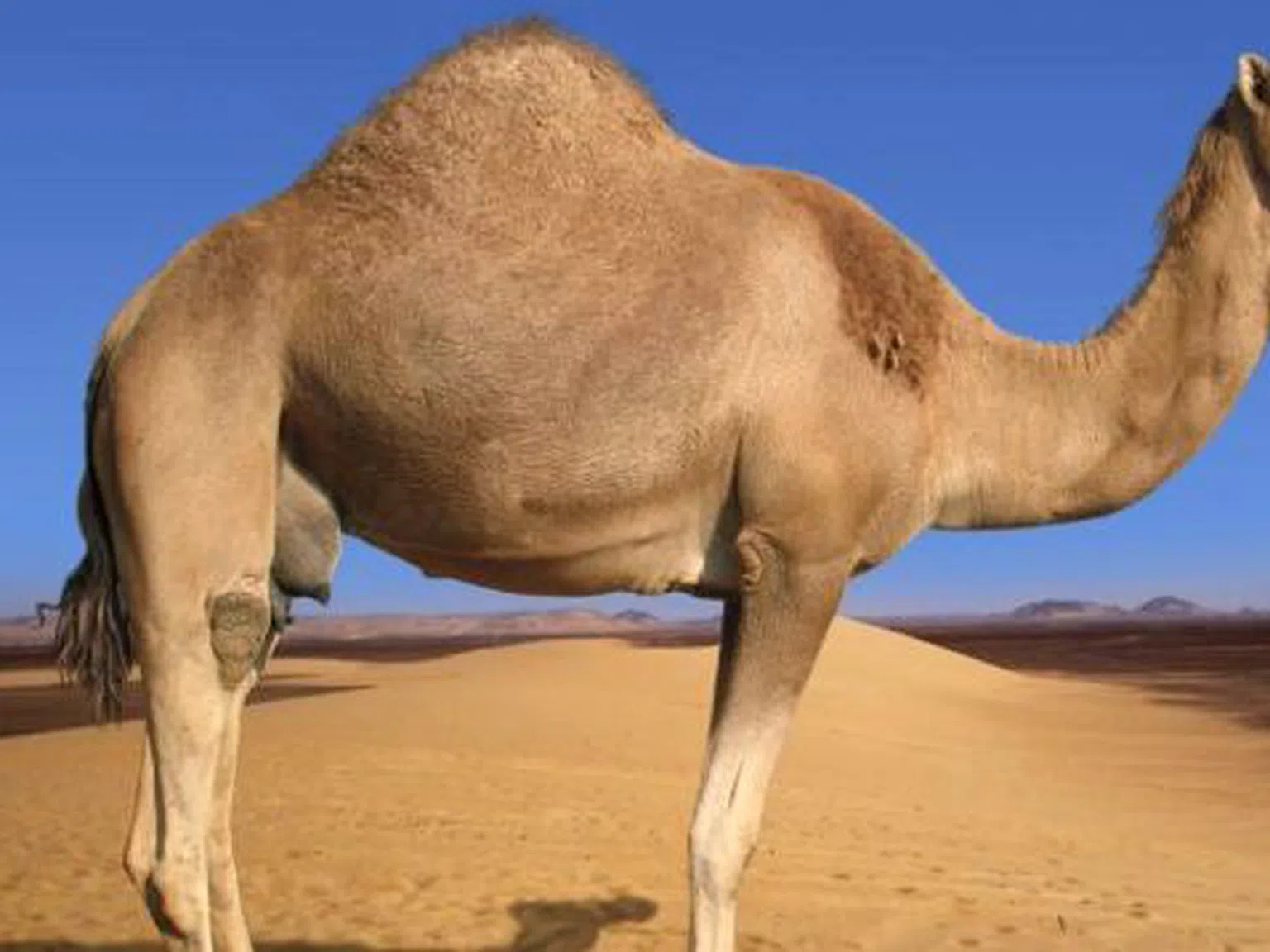 Кръв от камила ще лекува рак