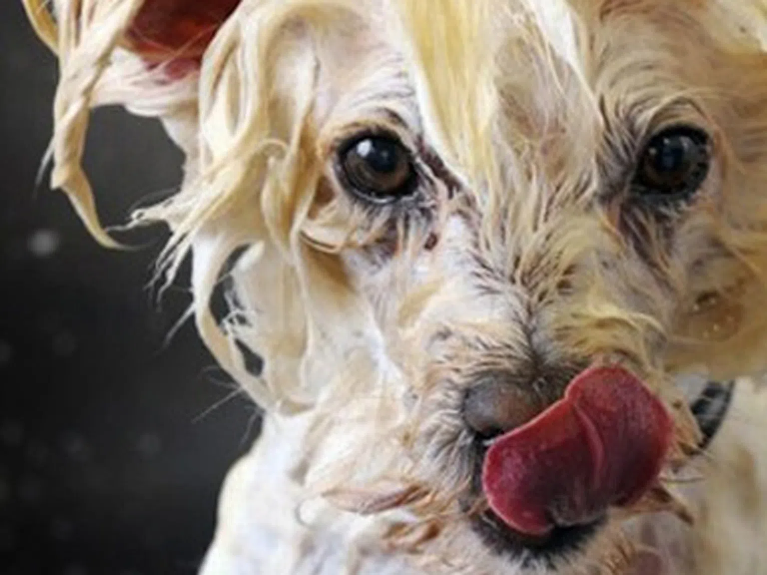 Парфюм с мирис на мокро куче се превърна в хит