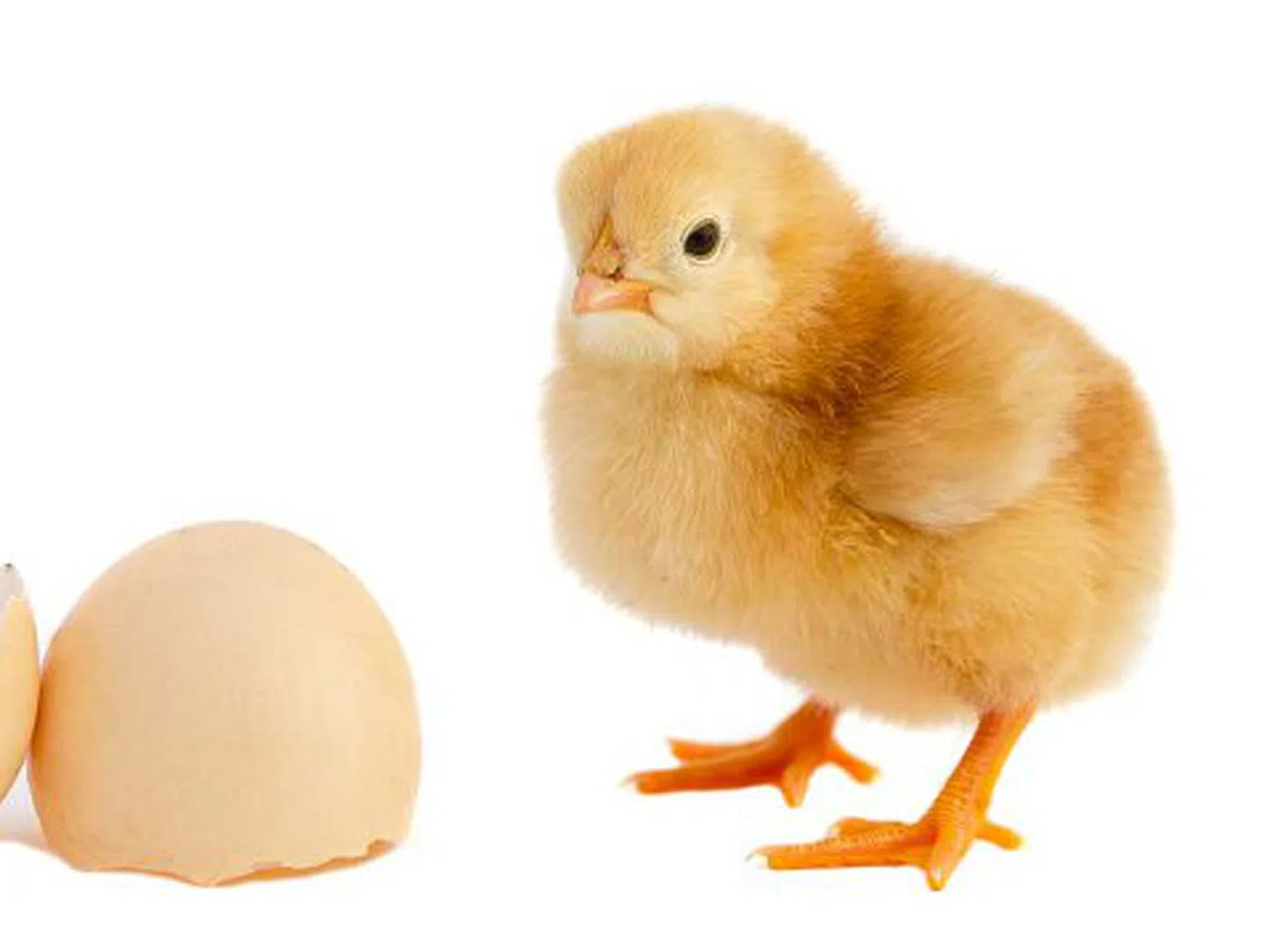 Научен отговор на въпроса за яйцето и пилето