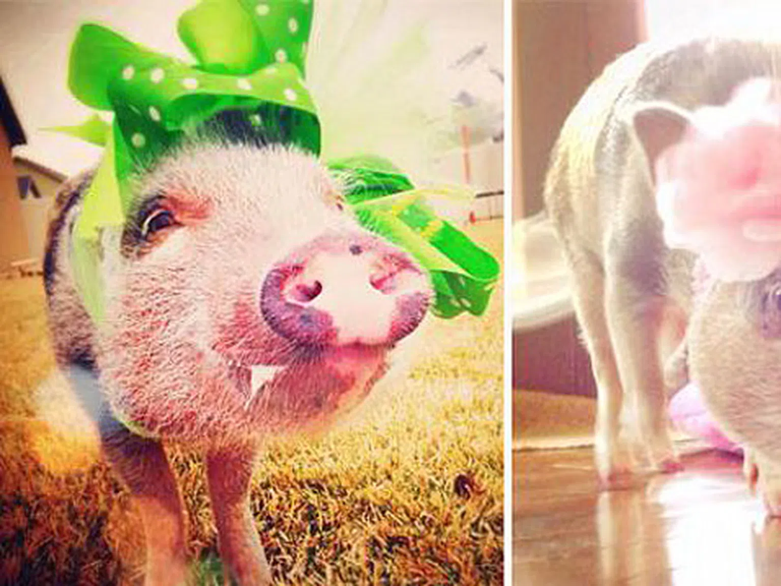 Най-харесваното прасе в Instagram