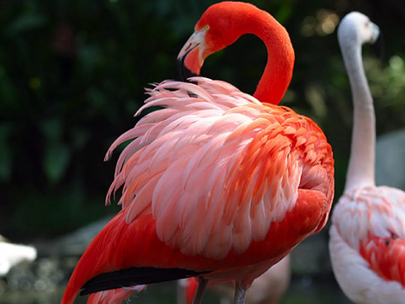 Въпрос на деня: Защо фламингото е розово?