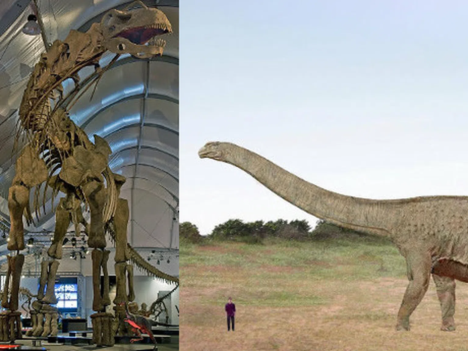 България се оказа родина на най-големия динозавър
