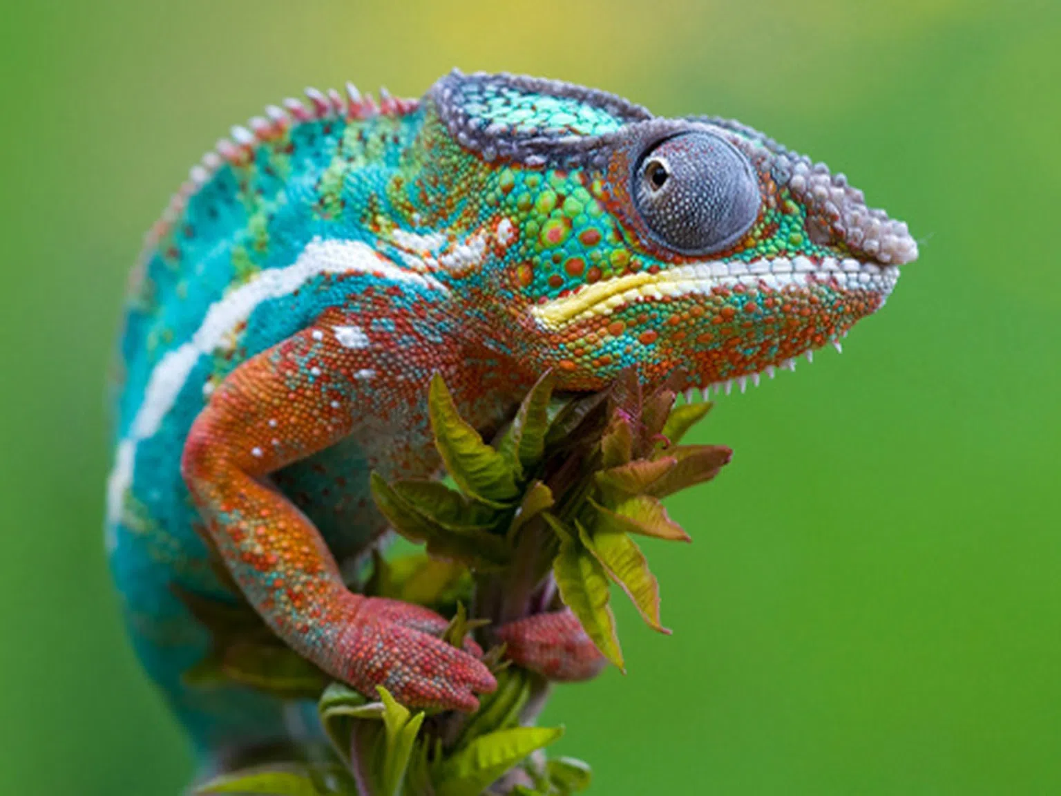 Уникалните цветове на хамелеона