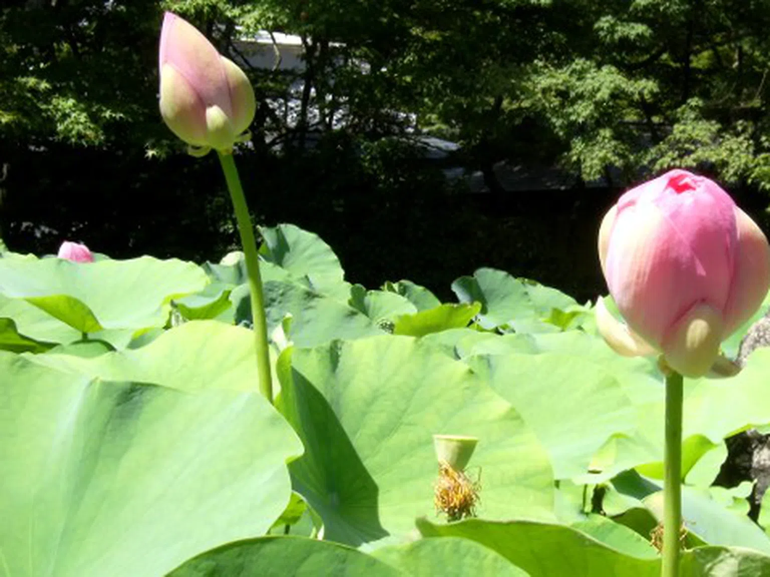 Приказната градина Сайхо дзи в Киото