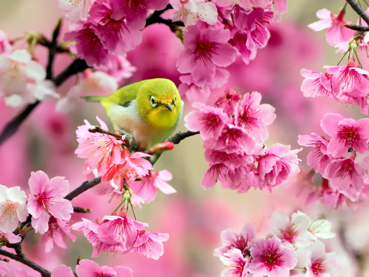 Честита пролет! 8 причини да я обичаме толкова много