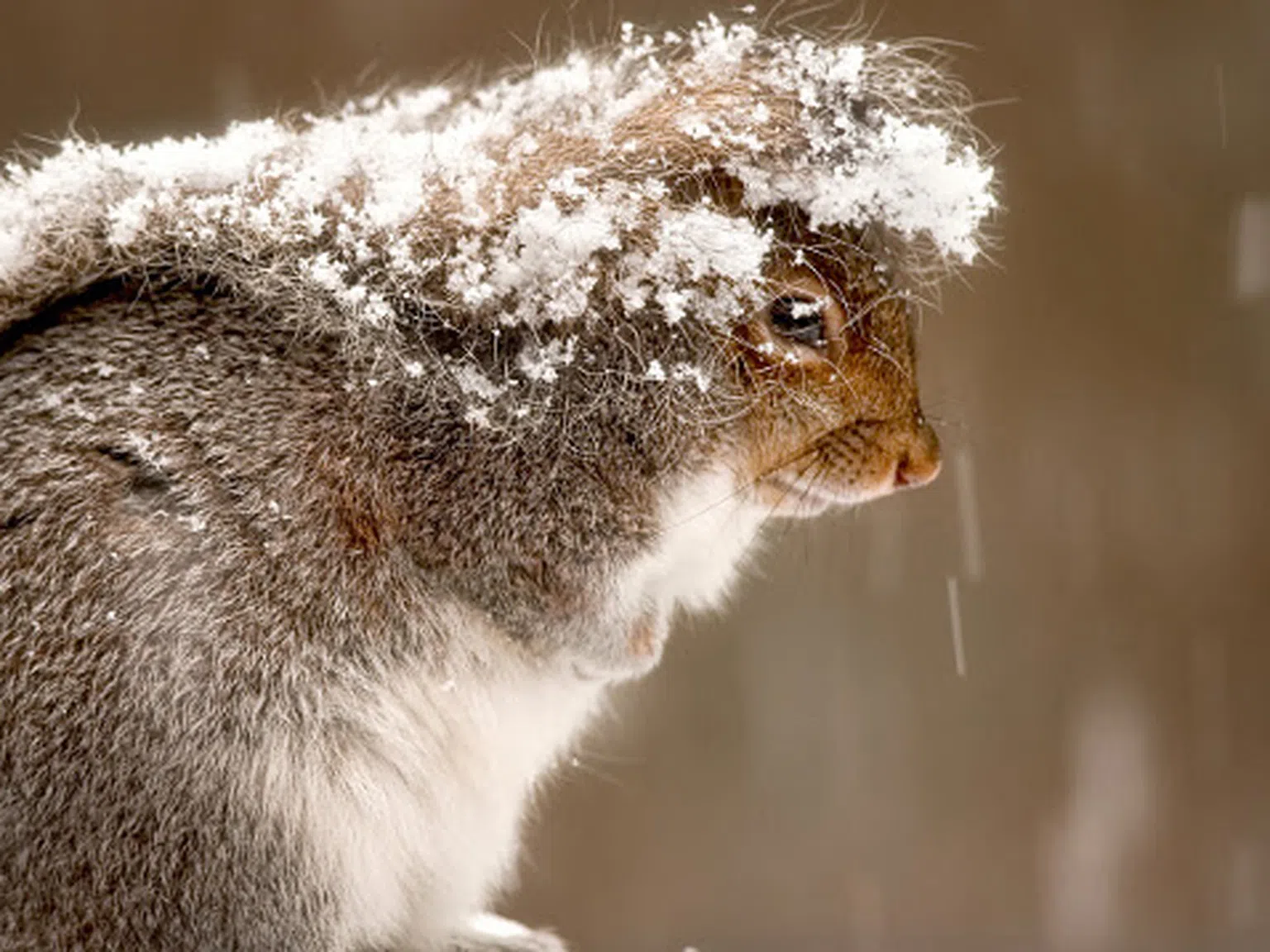 Уникални фотографии на животни в снега