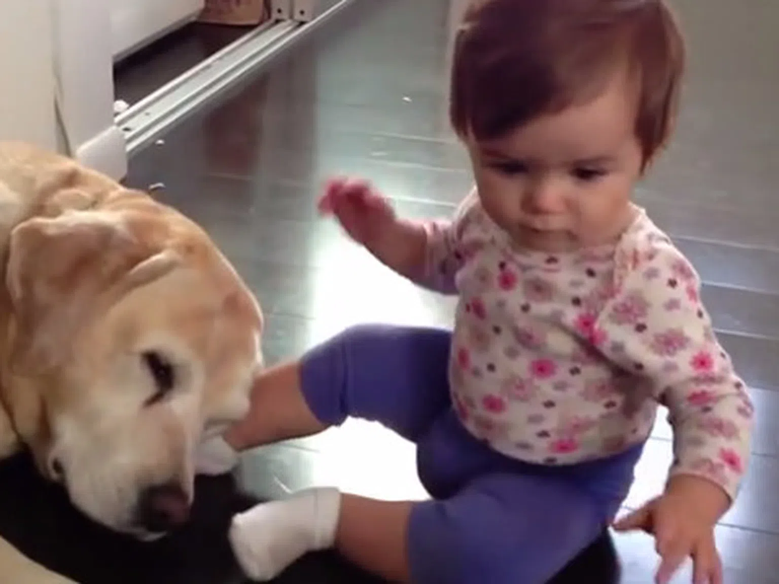 Най-веселата игра - Малки бебета + големи кучета (видео)