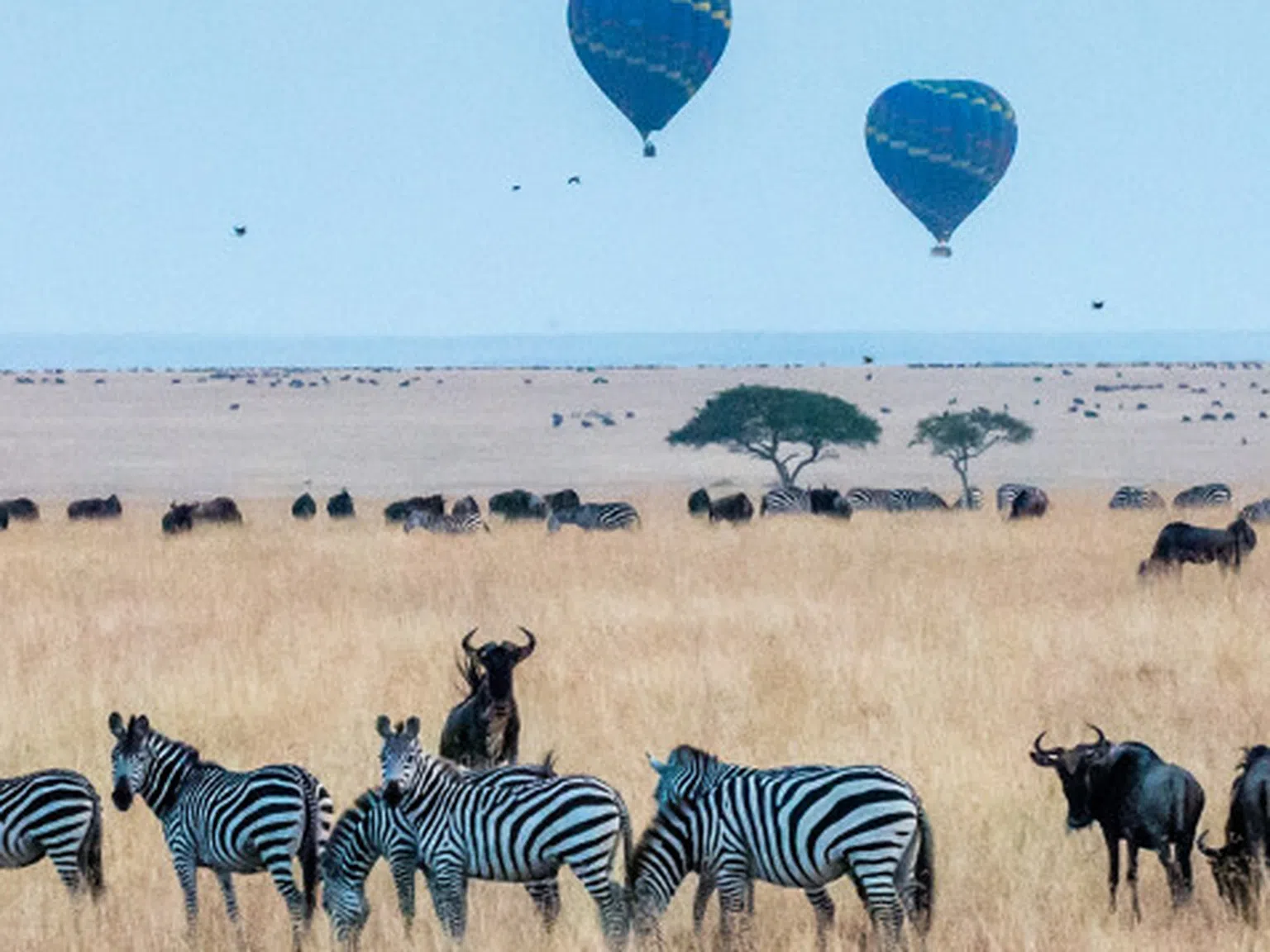 ТОП 10 на най-красивите сафари дестинации в Африка