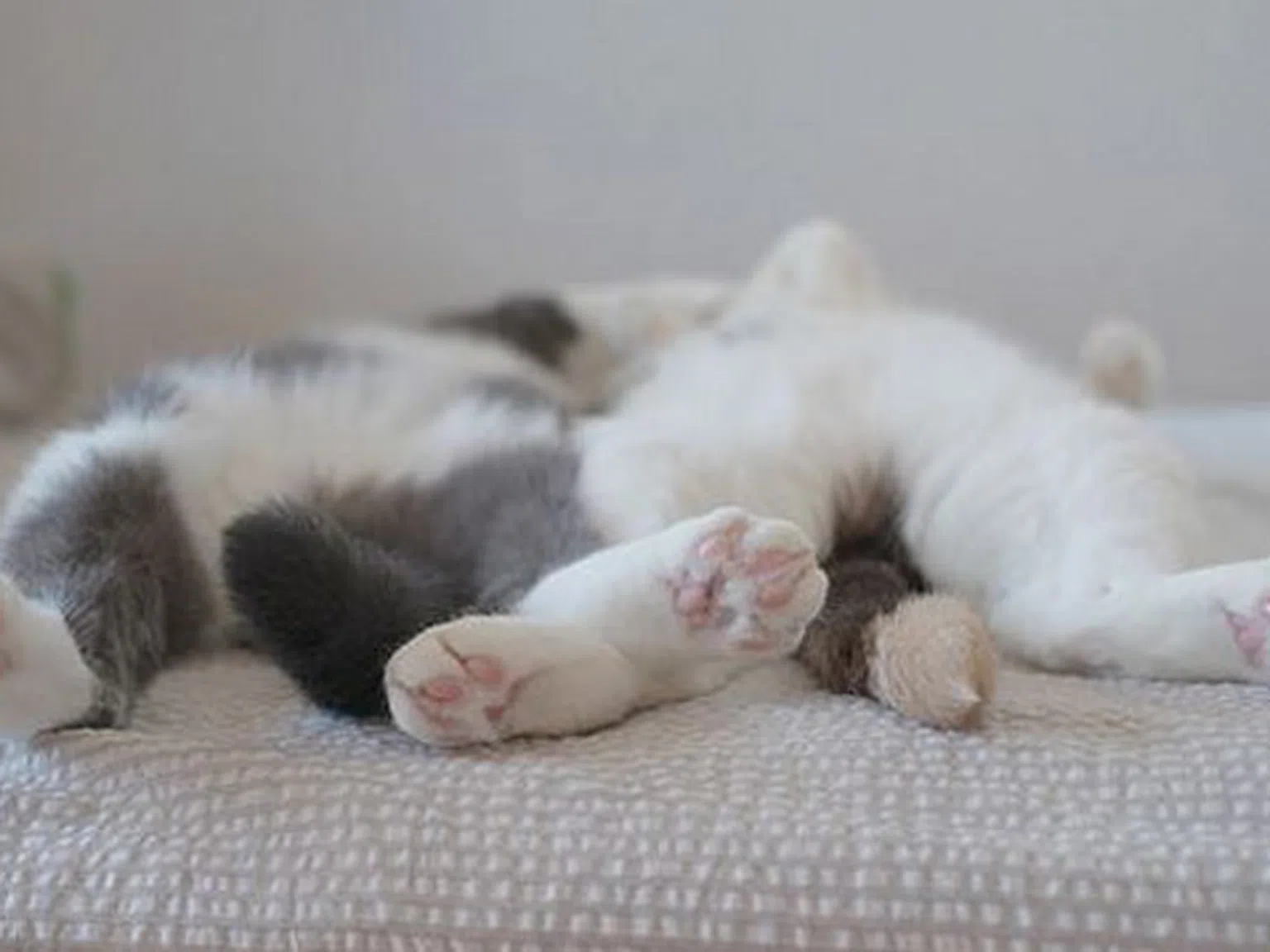 Котки, овладели изкуството на сън-фу