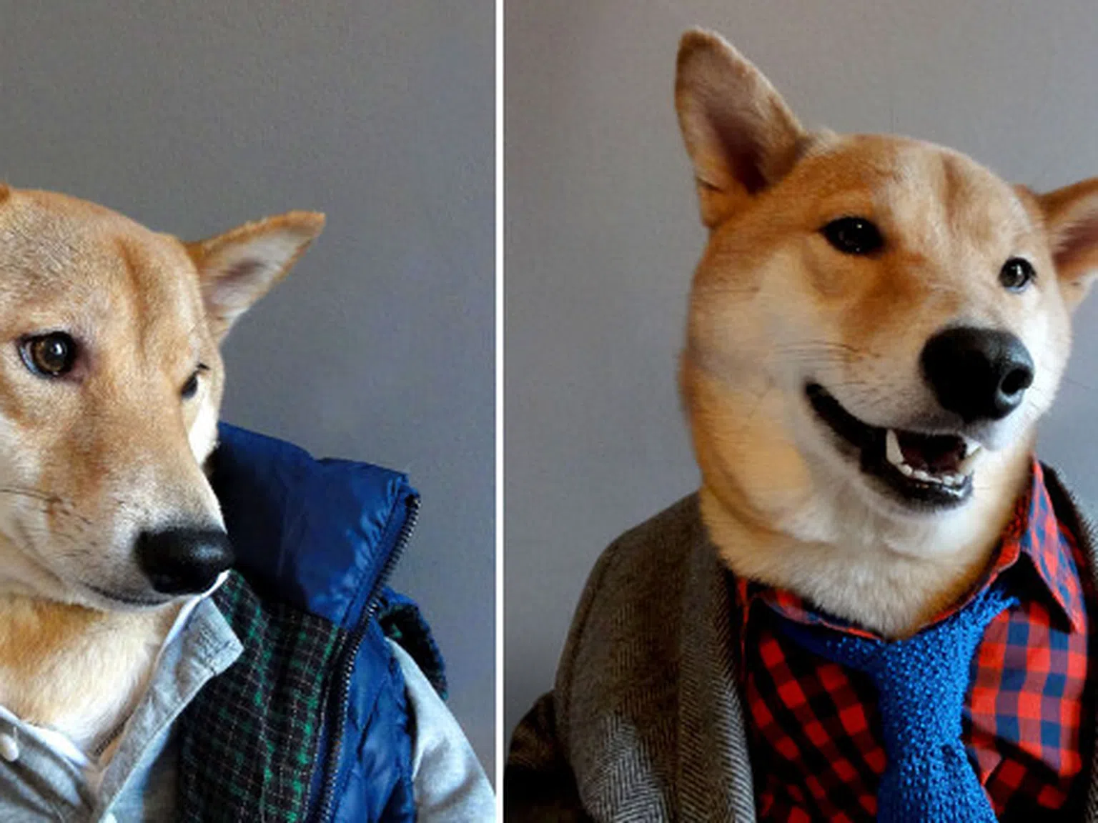 Куче дава модни съвети на джентълмените