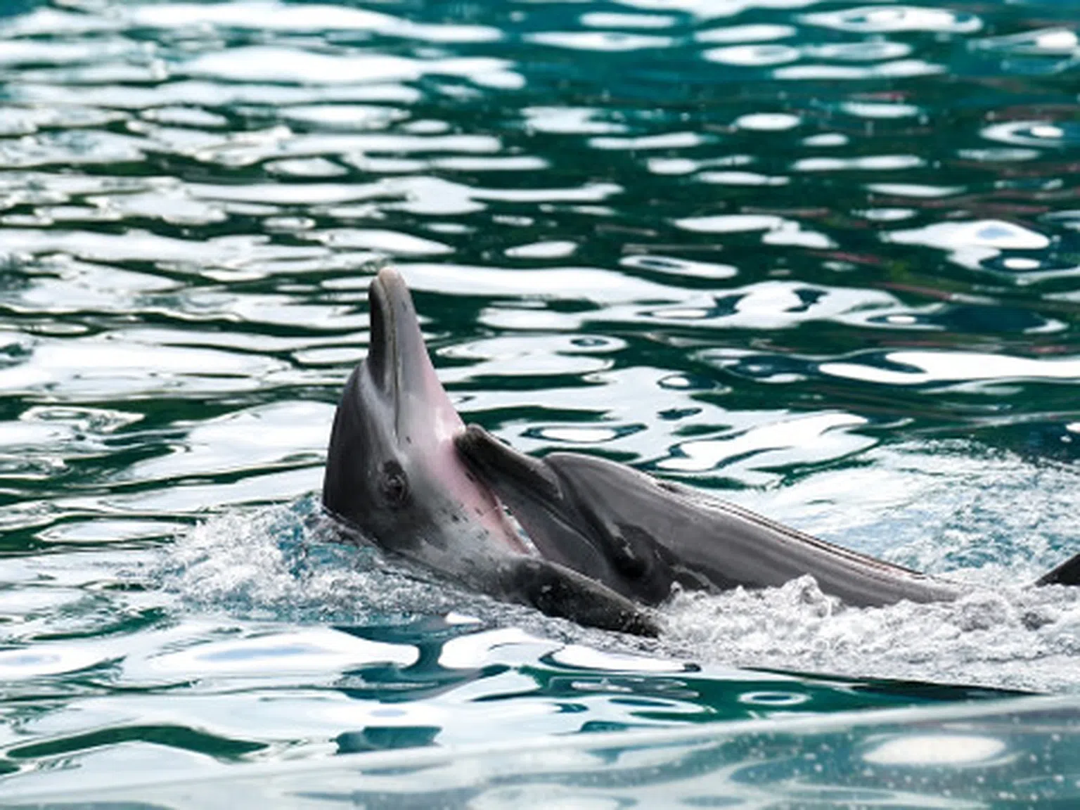 Застрашен ли е животът на делфините във варненския делфинариум?