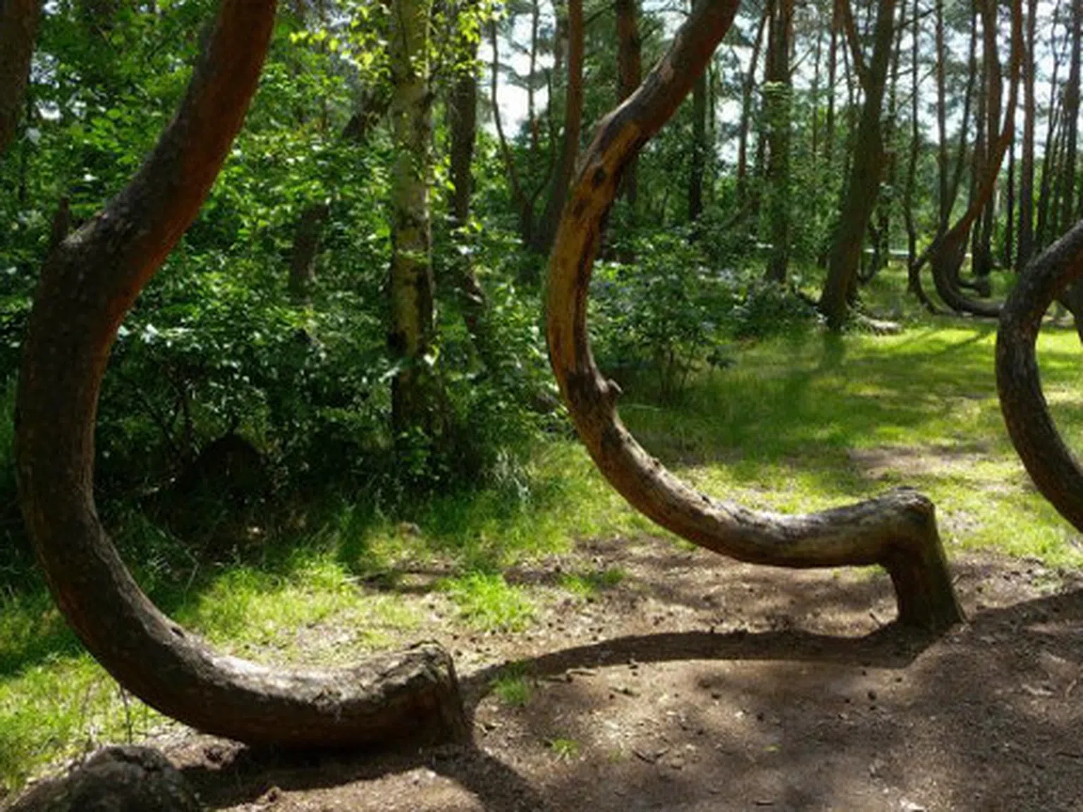 Мистериозно извитите дървета в Полша