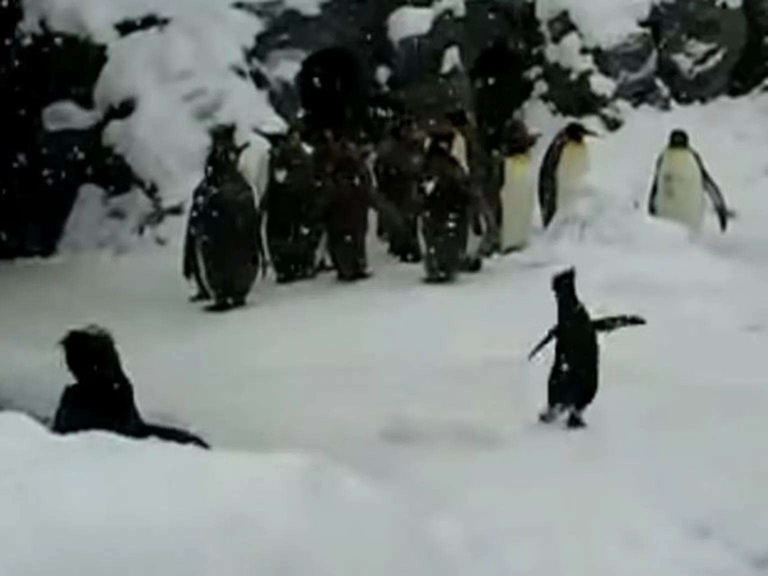 Най-сладкото пингвинче