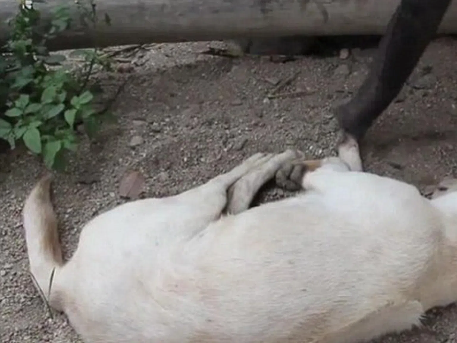 Бейби слонче се опита да събуди кученце с хобота си (видео)