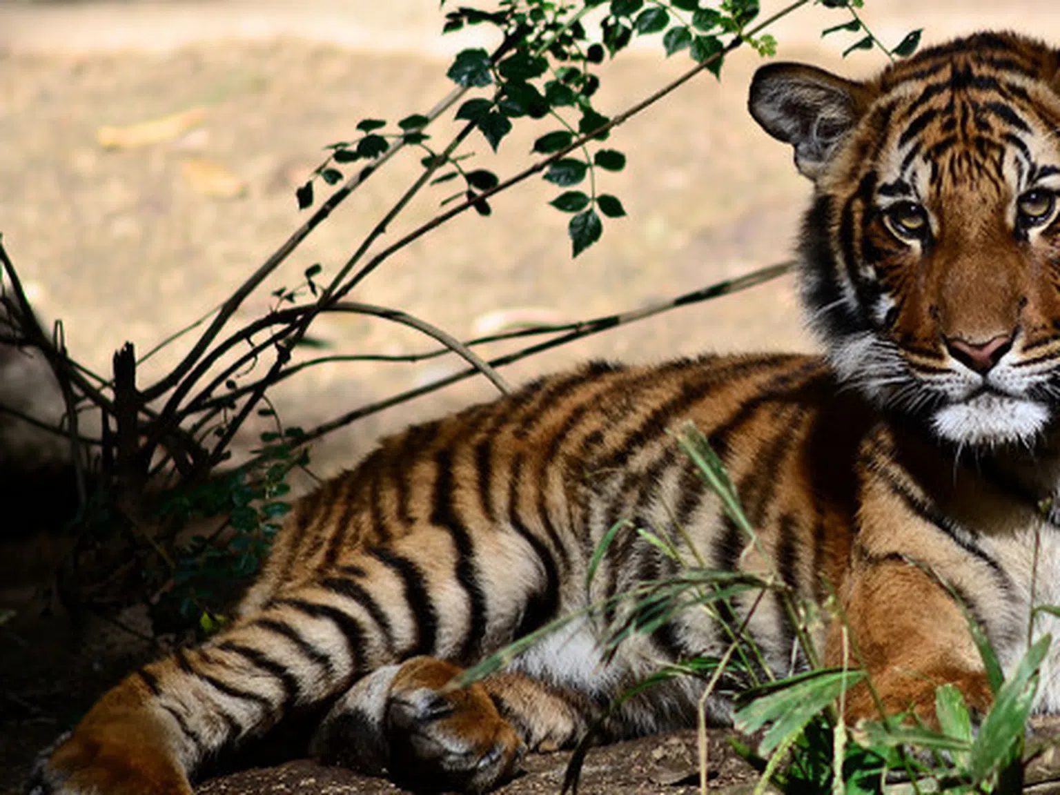 Опасно застрашен: Малайският тигър