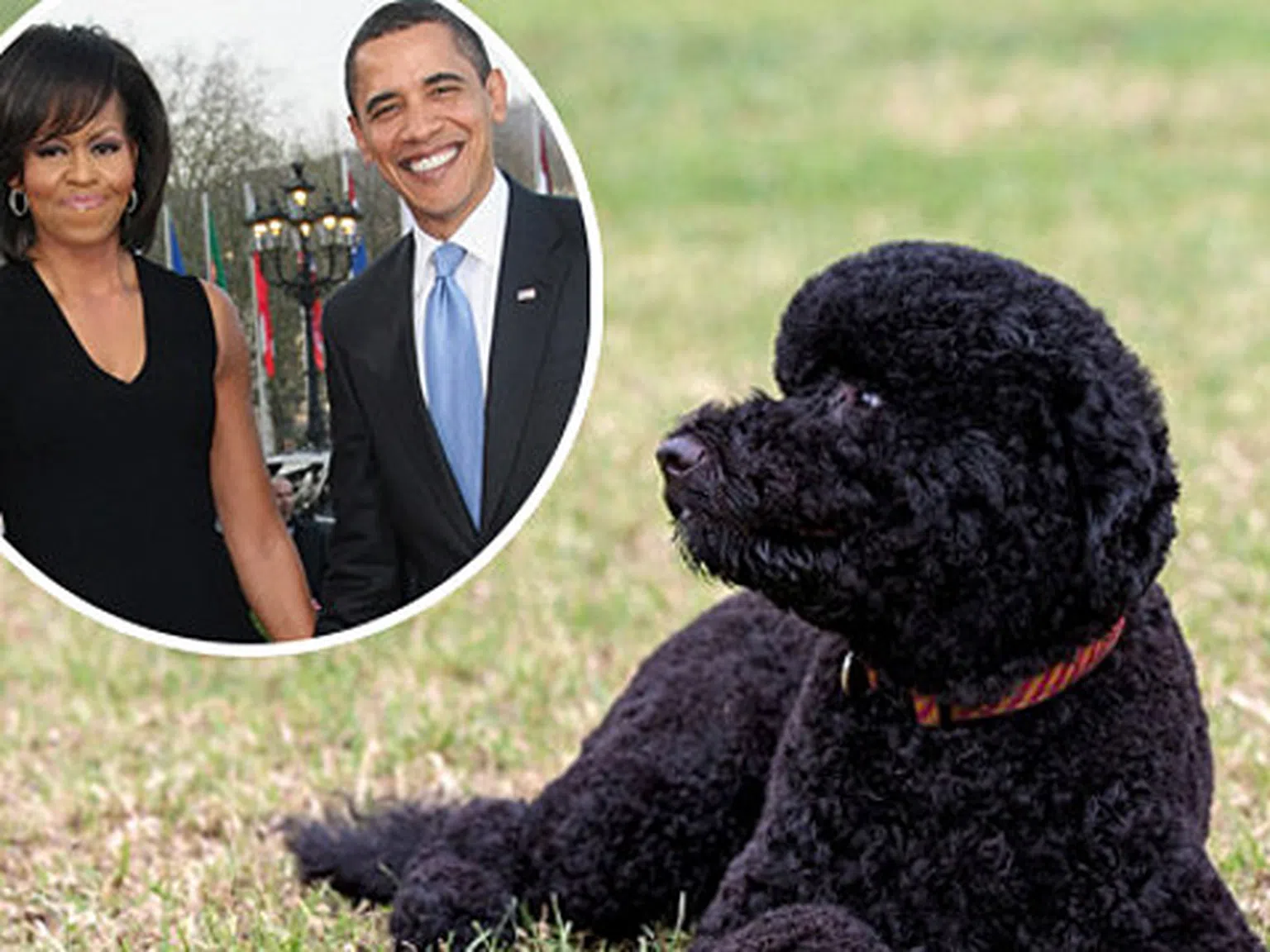 Обама си имат ново кученце