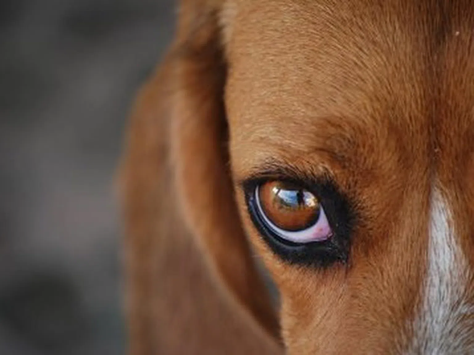 Спасете Бигълите: За зловещите експерименти с най-милите кучета