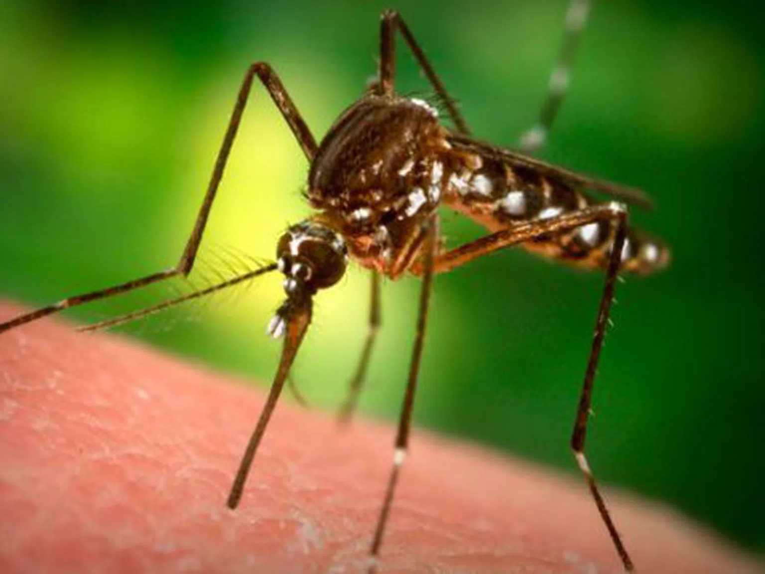 Откриха защо комарите хапят само някои хора