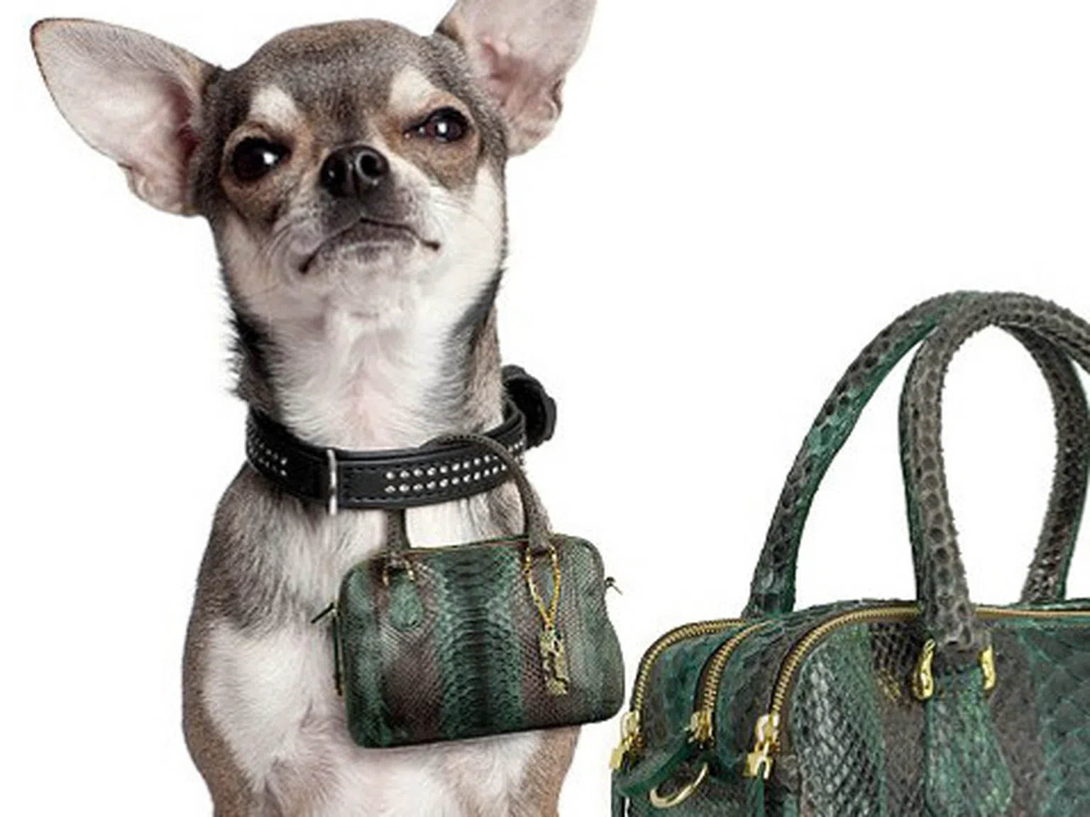 Мини чанти за кучета, копие на вашата