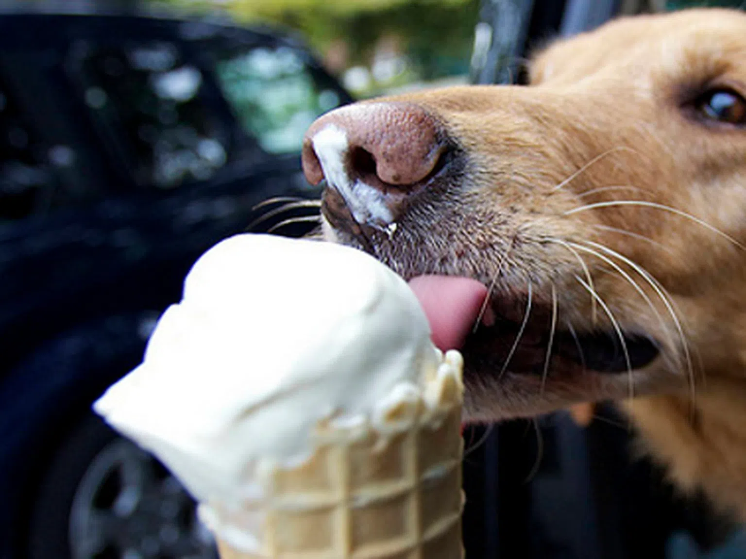 Лятна изненада: Кучешки сладолед