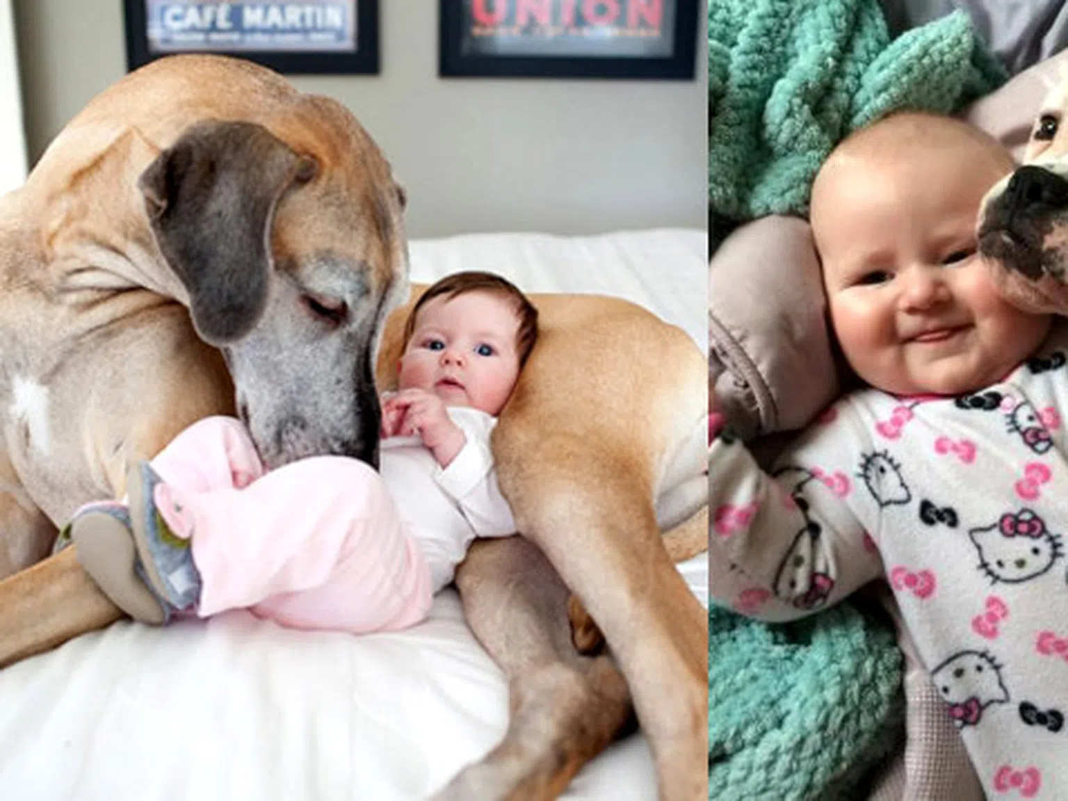 Сладури - Кучета и бебета (снимки)