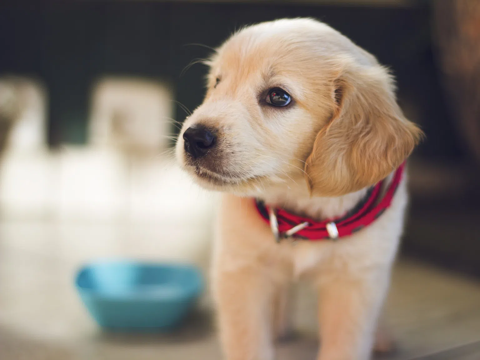 Отбелязваме Световния ден на кучето - единственото същество, което ще те обича истински!