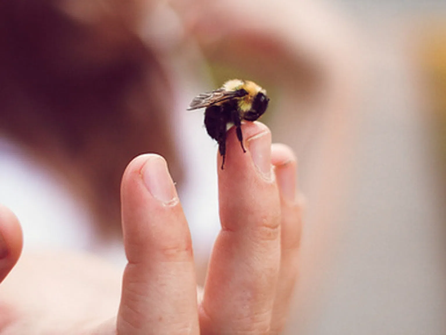 Сезонът на пчелите и осите дойде. Как да се предпазим?