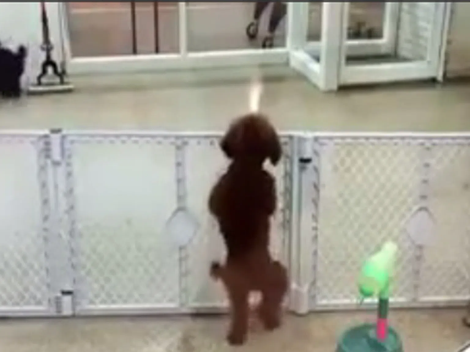Сладурски смях: Куче танцува танца на радостта