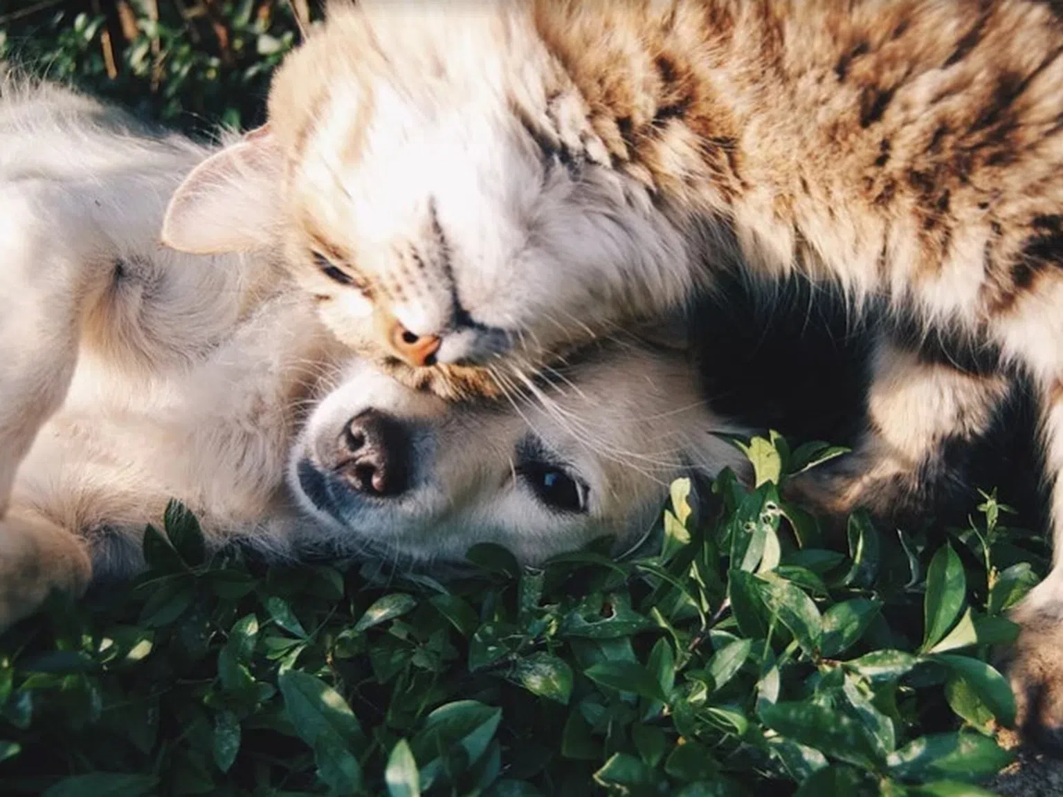 Ето как бездомно куче спаси живота на 5 котенца