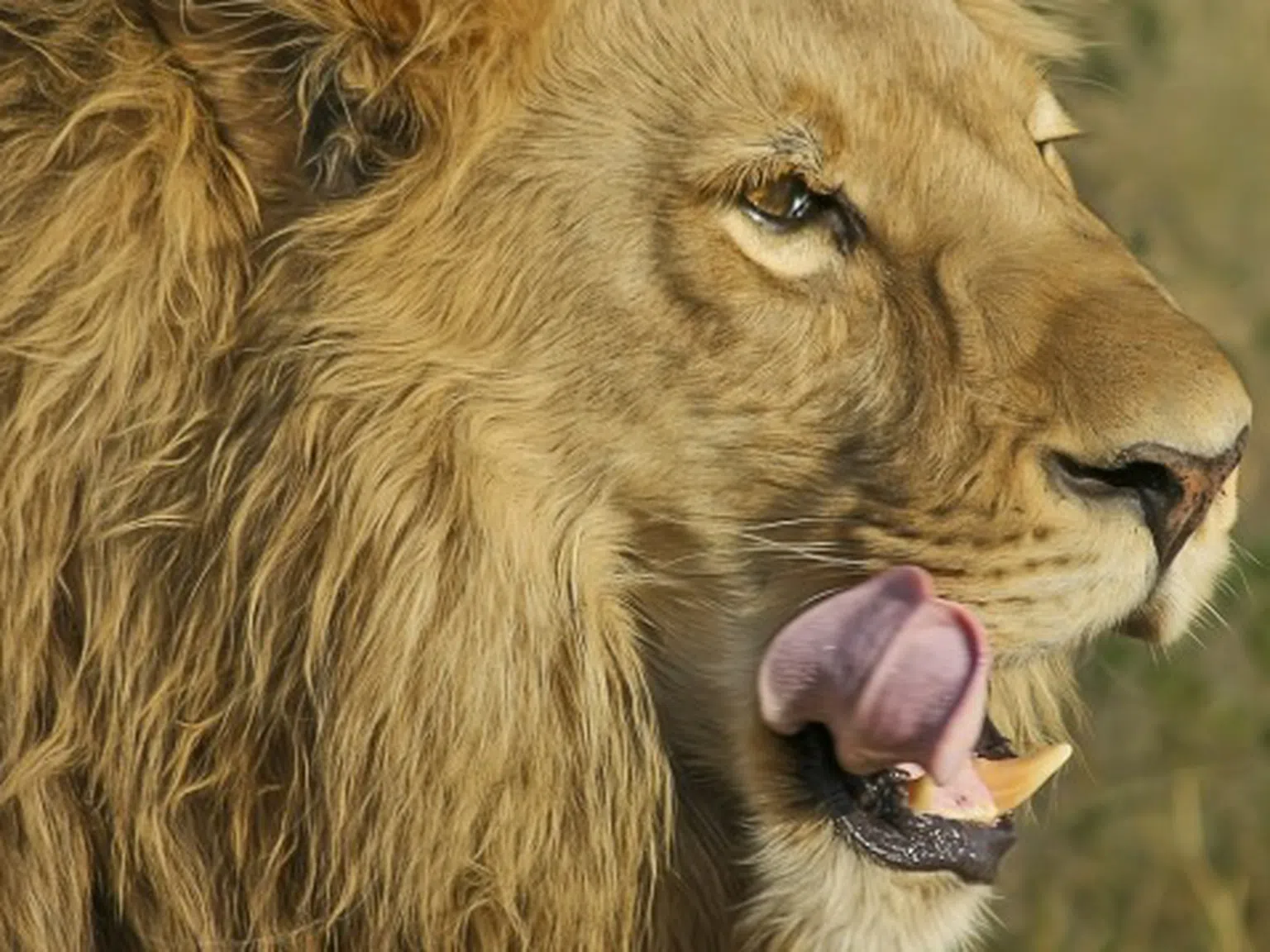 В Русия: Пуснаха лъвовете от зоопарка по улиците заради коронавируса?