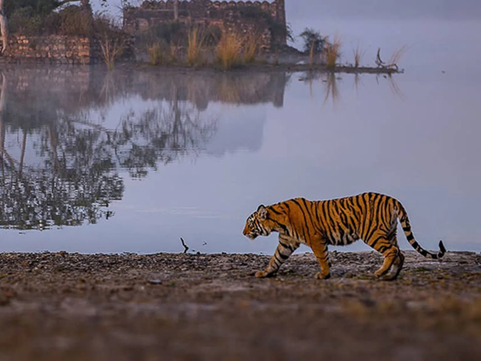 Индийски фотограф улавя спиращи дъха моменти от живота на тигрите