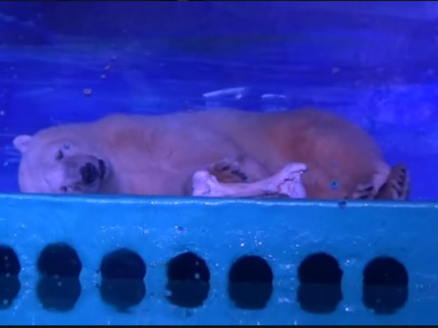 Вижте какво се случи с най-тъжната полярна мечка, която страдаше в мол