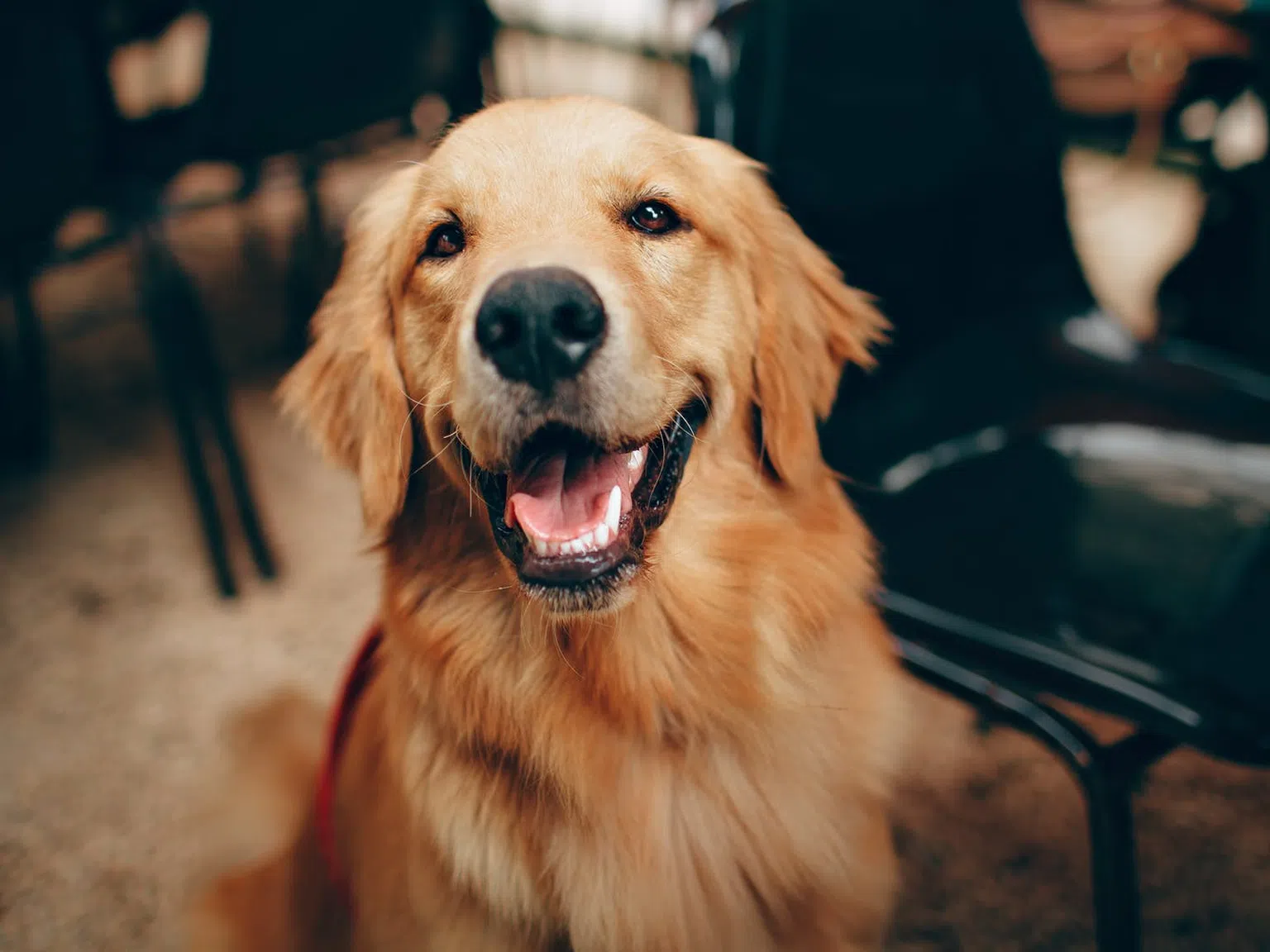 Днес е Световен ден на голдън ретривъра: Кучетата със златни сърца