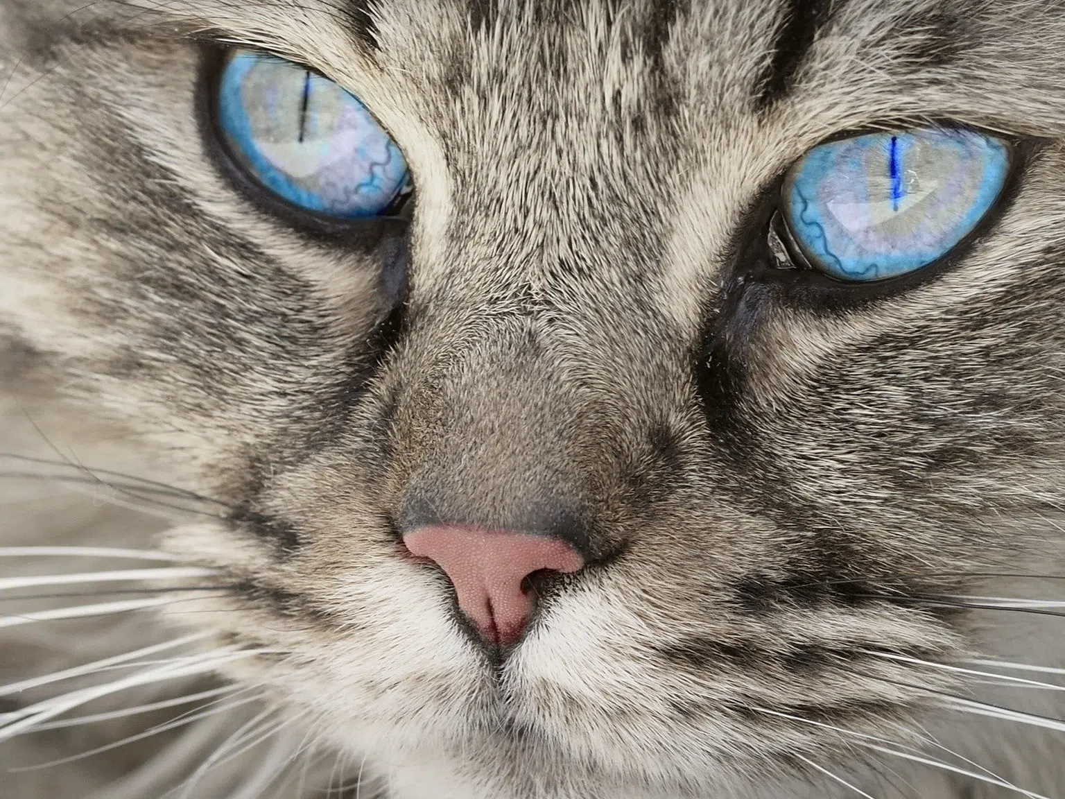 Честит Световен ден на котката: Ето как ви вижда тя!