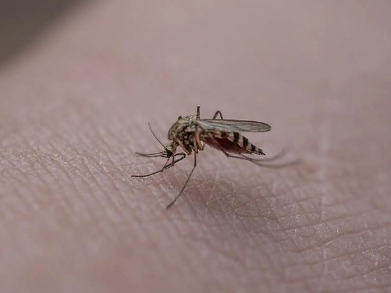 С тези домашни средства можете да облекчите сърбежа след ухапване от комари