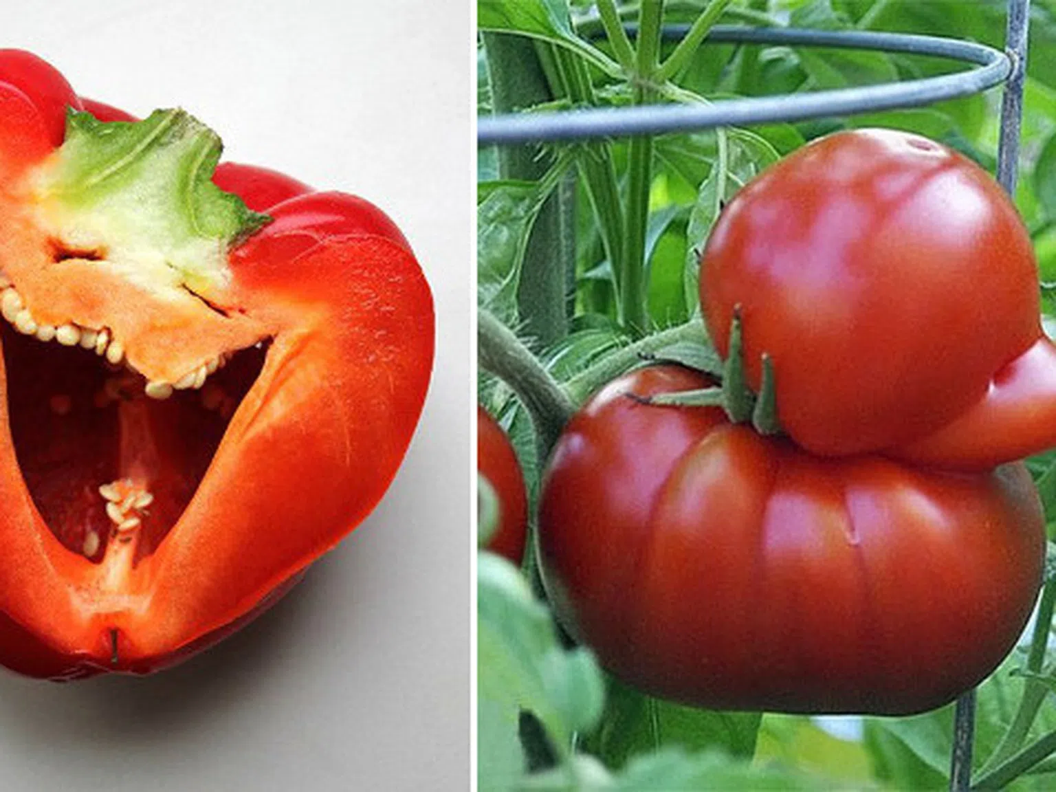 18 странни зеленчука, които поразително приличат на нещо друго