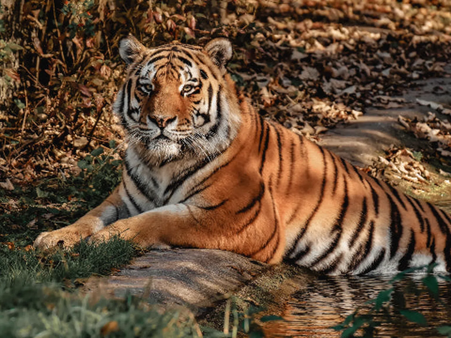 Годината на водния тигър започва днес - ето какви промени носи тя в живота ни