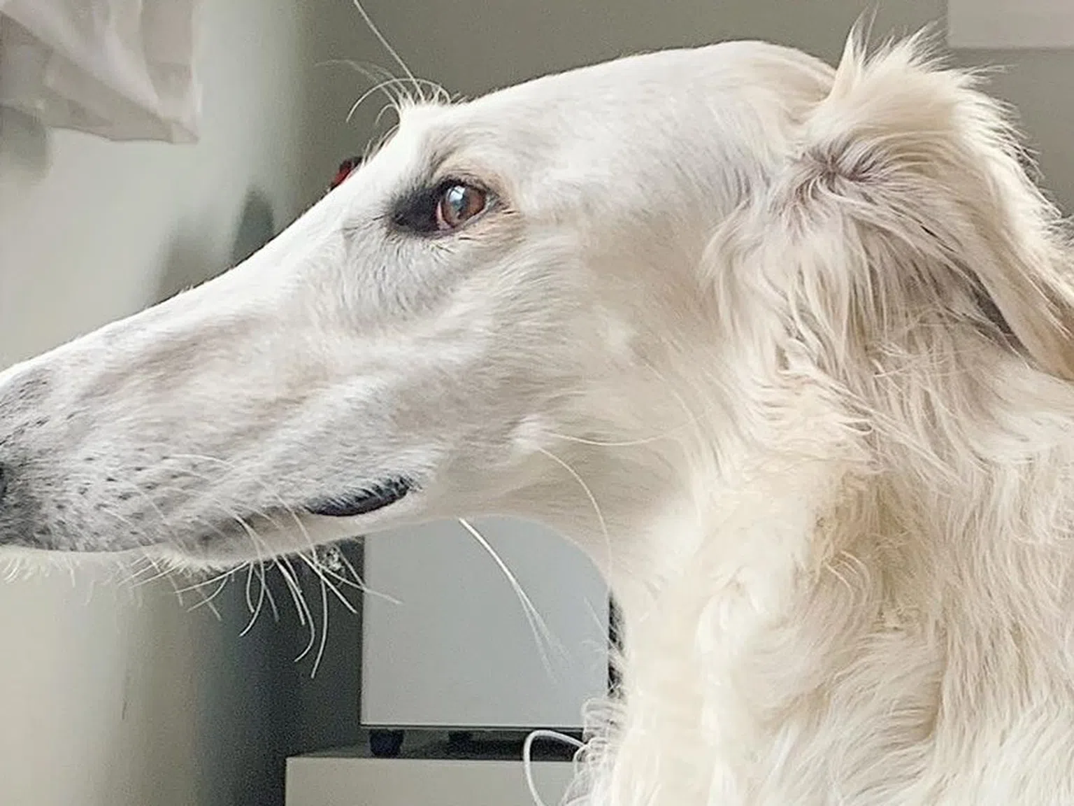 Запознайте се с Ерис - кучето с най-дългия нос в света, което взриви интернет (Снимки и видео)