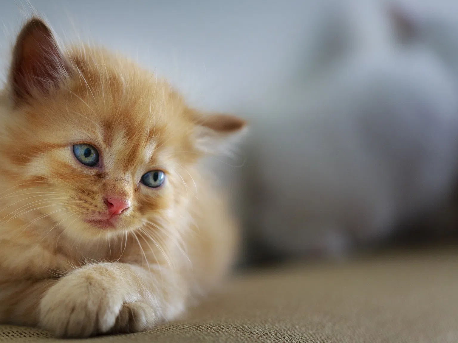Невероятно! Улична котка сама занесе болните си бебета във ветеринарна клиника (видео)