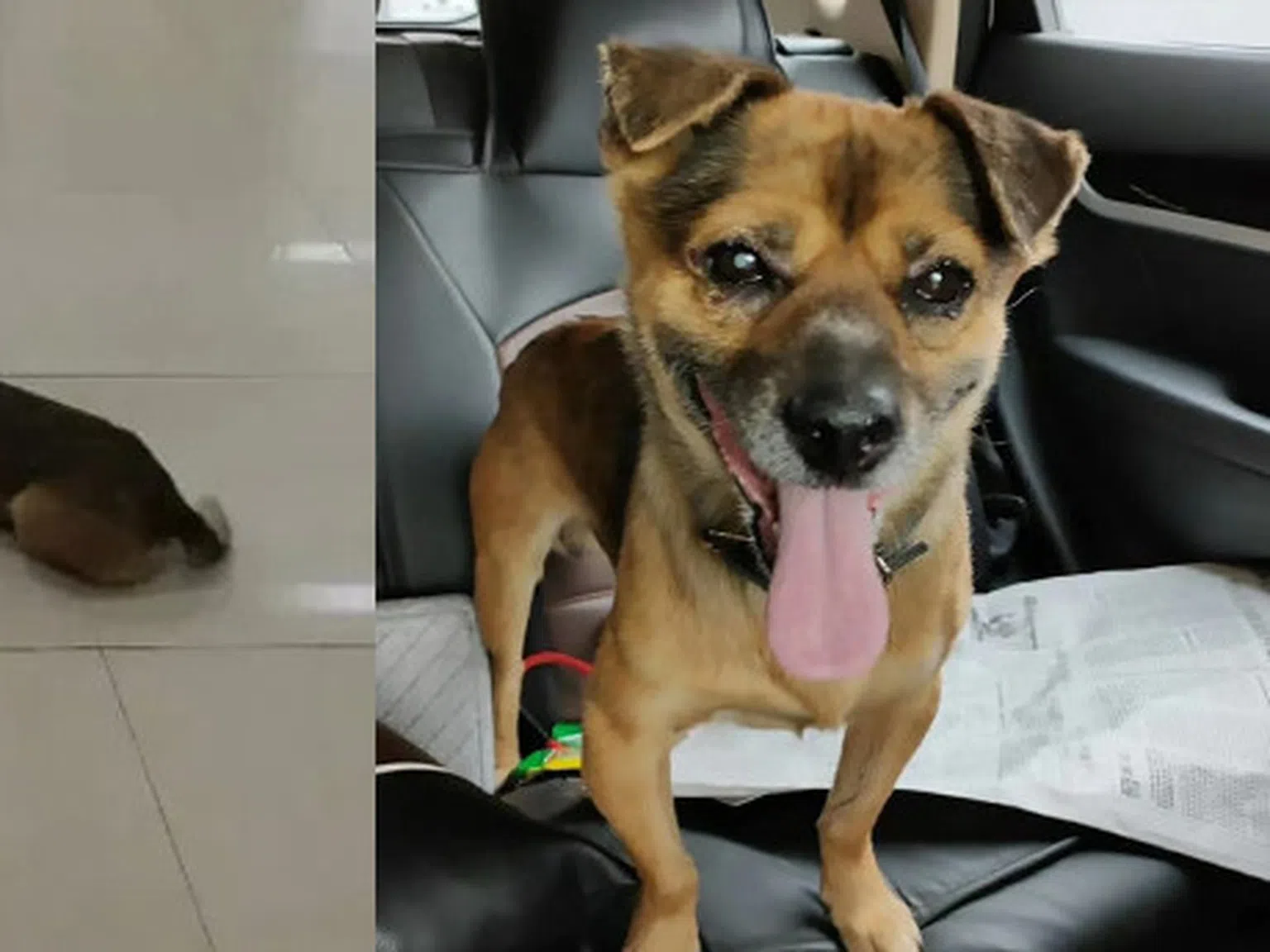 Новият Хачико: Куче чака 3 месеца болния си стопанин в болница в Ухан