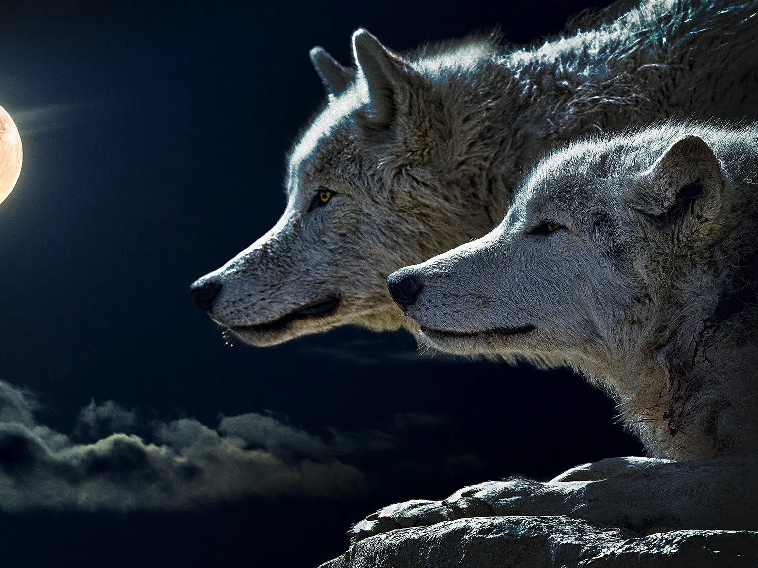 Изумителните закони във вълчата глутница и ролите, които всеки вълк изпълнява