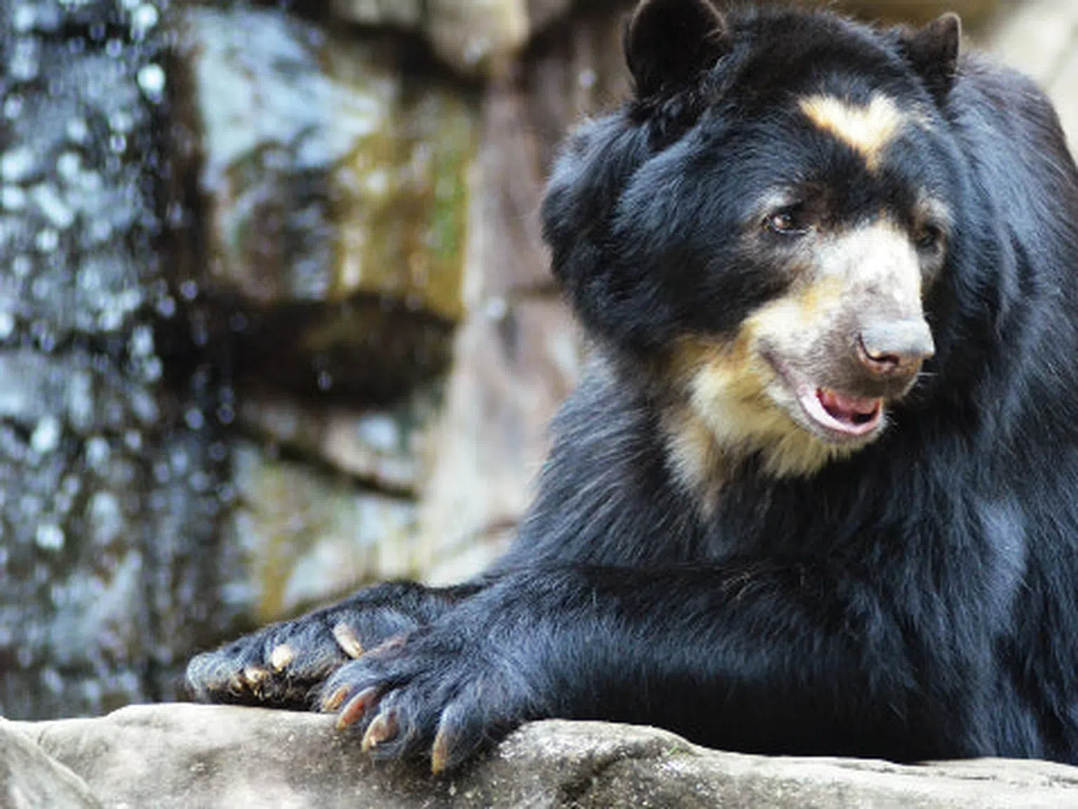 Дивите мечки в Калифорния купонясват в планината, след като хората си тръгнаха