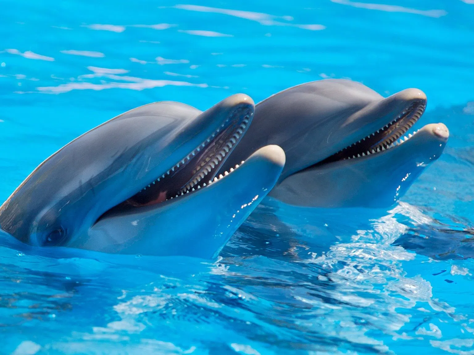 Делфини-роботи сменят истинските в делфинариумите