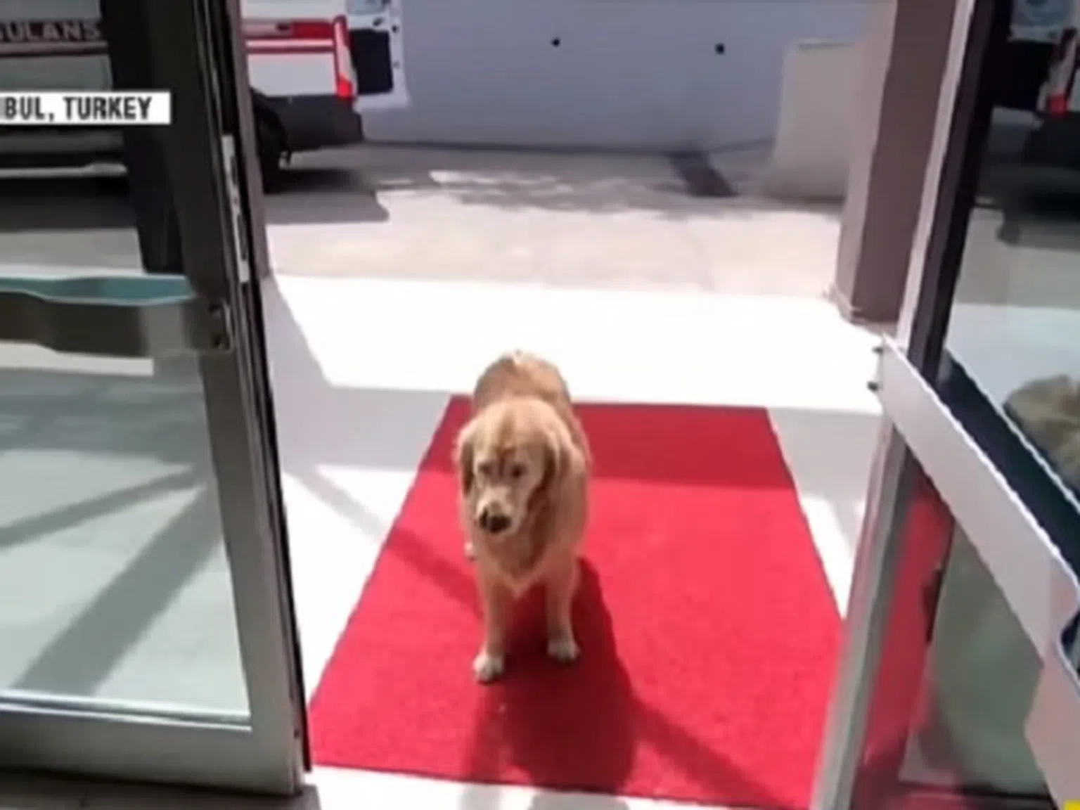 Куче прекоси половин Истанбул, следвайки линейката със стопанката си (видео)